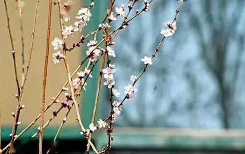 最新天气，春日的无常与馈赠