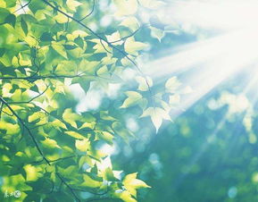 今日天气,阳光正好,微风不燥 今日天气,阳光正好,微风不燥