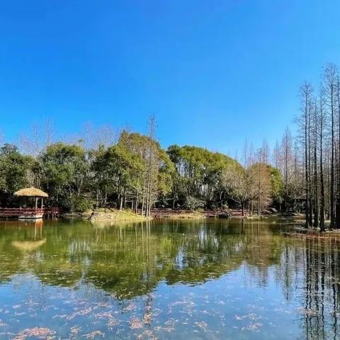 上海天气的时间陷阱,从15天到40天,我们到底在查什么? 上海天气的时间陷阱,从15天到40天,我们到底在查什么?