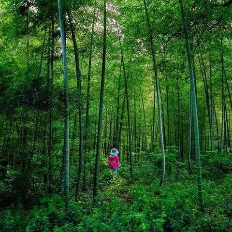 江苏常州天气，江南烟雨间的四季轮转