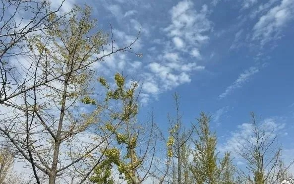 聊城天气，北方水城的四季物语