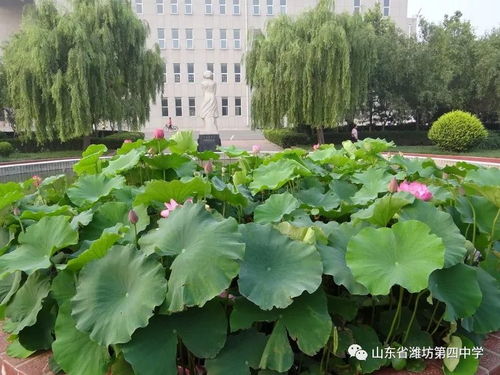 潍坊四季，风动纸鸢，雨润齐鲁