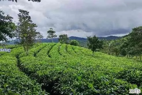 普洱天气预报，茶山上的气候密码，一杯茶里的天地呼吸