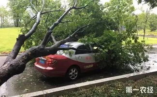 一张图读懂台风动向，台风路径动态图如何守护我们的安全