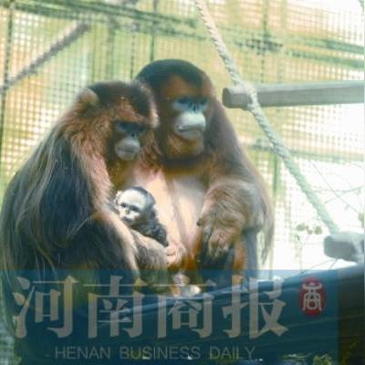 郑州天气预报7天一周,春日气温起伏,出行需留意 郑州天气预报7天一周,春日气温起伏,出行需留意